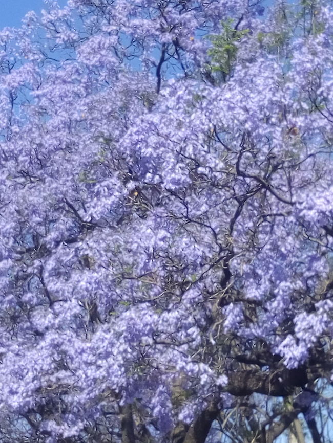 Jacaranda Mimosifolia on Spring at Queretaro Geotagged,Jacaranda mimosifolia,Mexico,Spring
