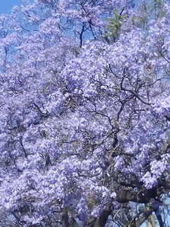 Jacaranda Mimosifolia on Spring at Queretaro Geotagged,Jacaranda mimosifolia,Mexico,Spring