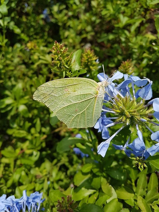 Yellow butterfly  Anteos clorinde,Geotagged,Mexico,White angled-sulphur,Yellow butterfly