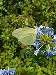 Yellow butterfly  Anteos clorinde,Geotagged,Mexico,White angled-sulphur,Yellow butterfly