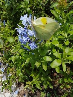 Yellow butterfly  Anteos clorinde,Geotagged,Mexico,White angled-sulphur,Yellow butterfly