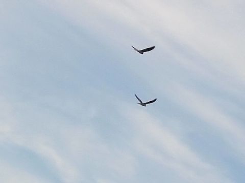 White hawks  Geotagged,Mexico,White hawks