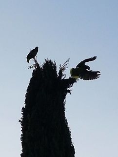 Green macaws  Geotagged,Green macaws,Mexico