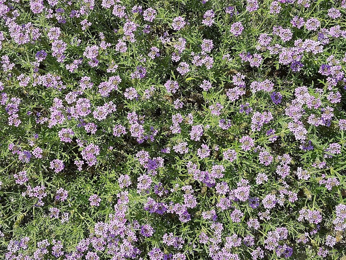 Purple Flowers  Geotagged,Mexico,Purple Flowers