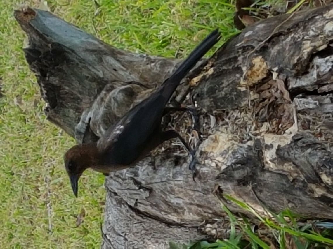 Quiscalus Mexicanus  Geotagged,Great-tailed Grackle,Mexico,Quiscalus mexicanus,Spring