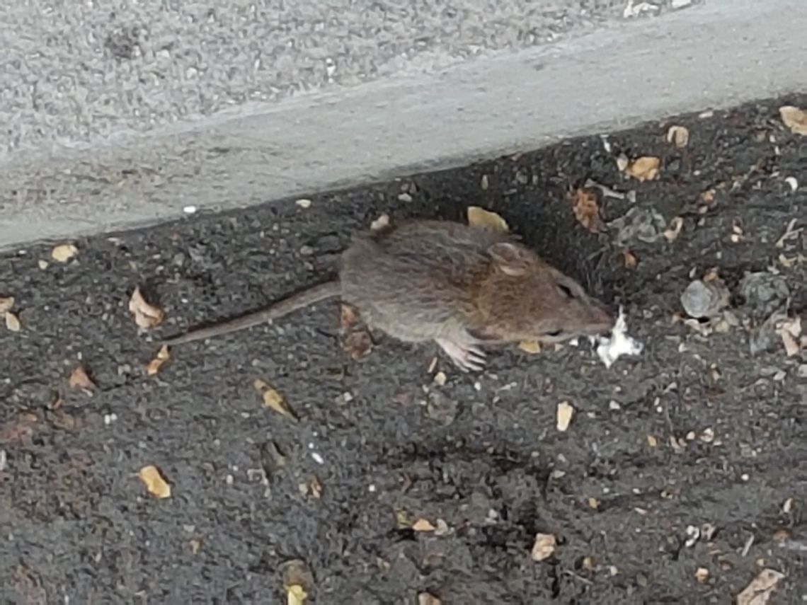 Little Rat Eating in Mexico City  Geotagged,Mexico,Spring