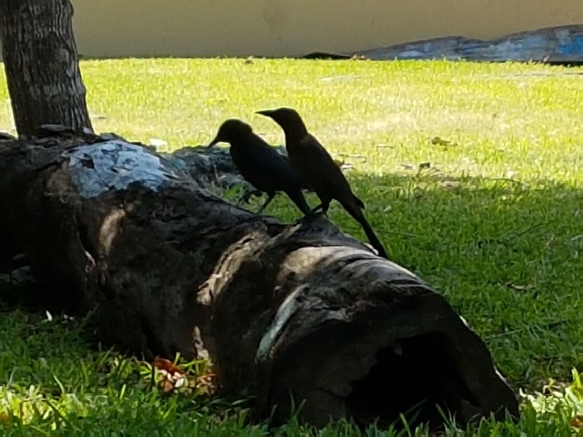 Quiscalus Mexicanus  Geotagged,Great-tailed Grackle,Mexico,Quiscalus mexicanus,Spring