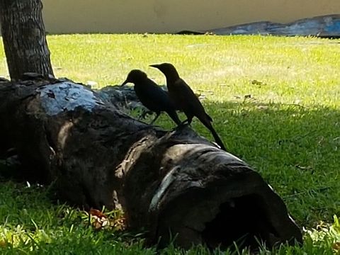 Quiscalus Mexicanus  Geotagged,Great-tailed Grackle,Mexico,Quiscalus mexicanus,Spring