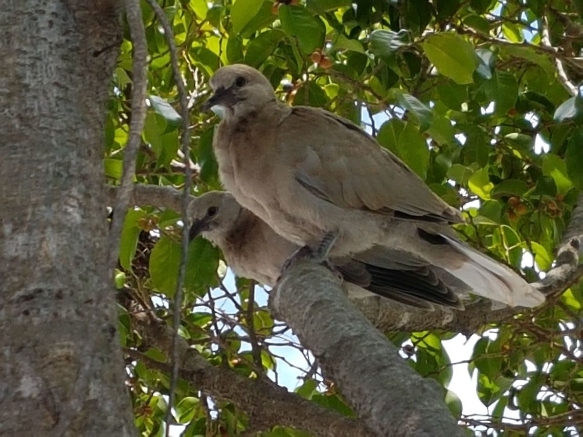 Eurasian collared dove (Streptopelia decaocto) Collared Brown Doves<br />
La t&oacute;rtola turca (Streptopelia decaocto) Eurasian collared dove,Geotagged,Mexico,Spring,Streptopelia decaocto