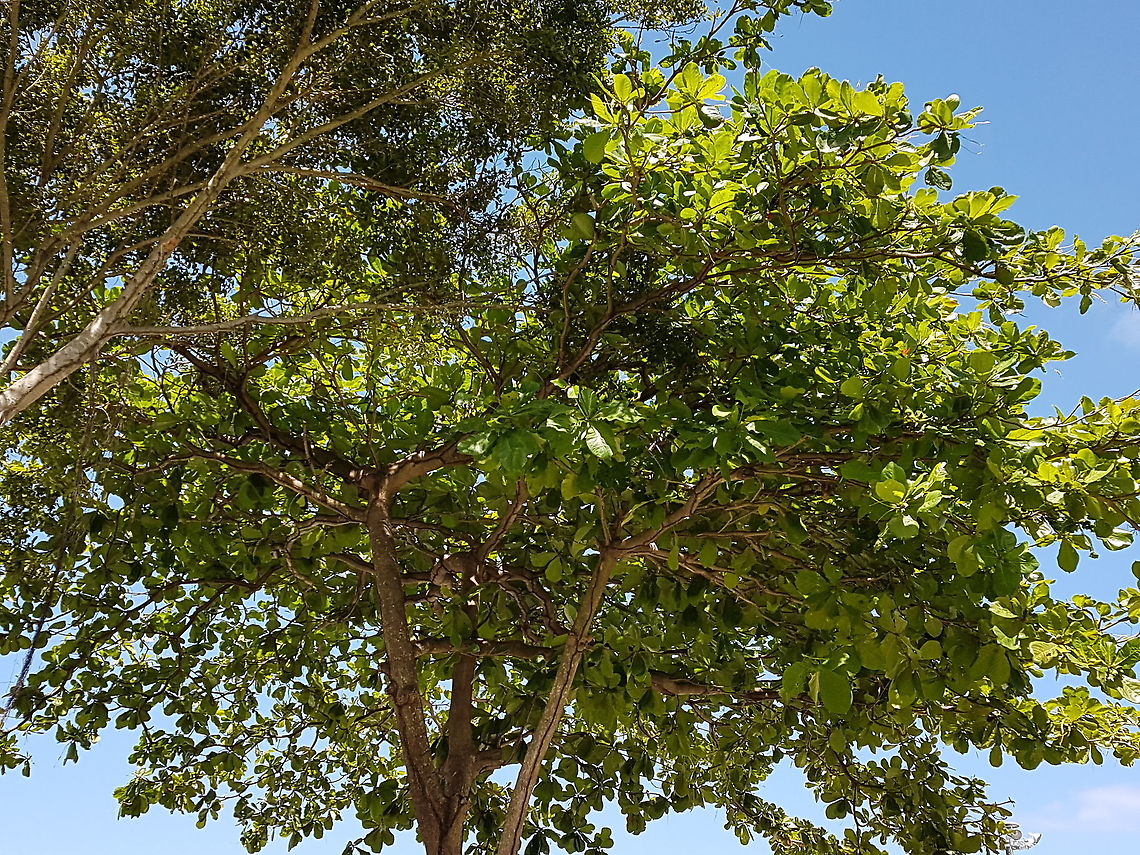 Almonds Three  Geotagged,Mexico,Spring
