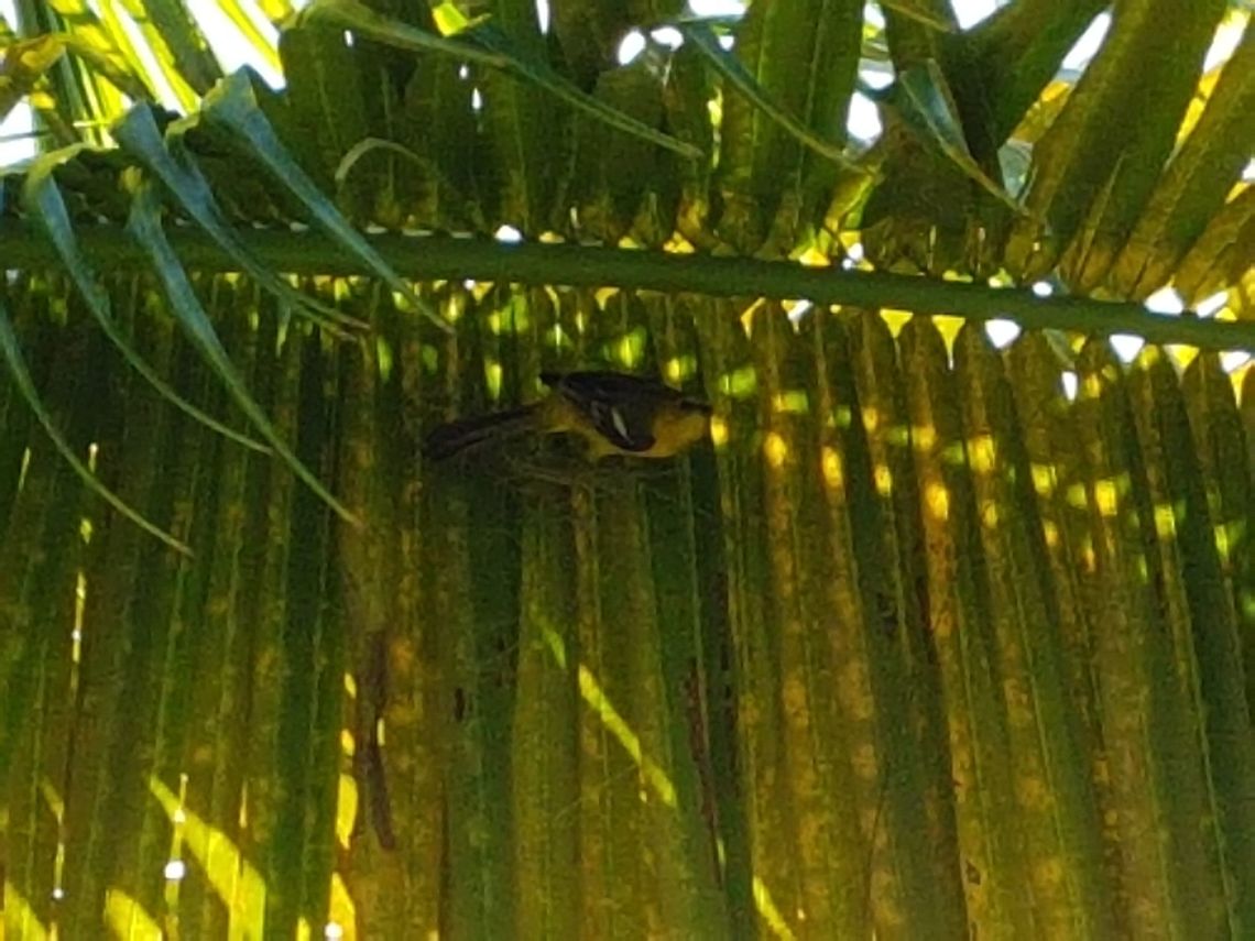 Bird Making Nest under coconut three leaf  Geotagged,Mexico,Spring
