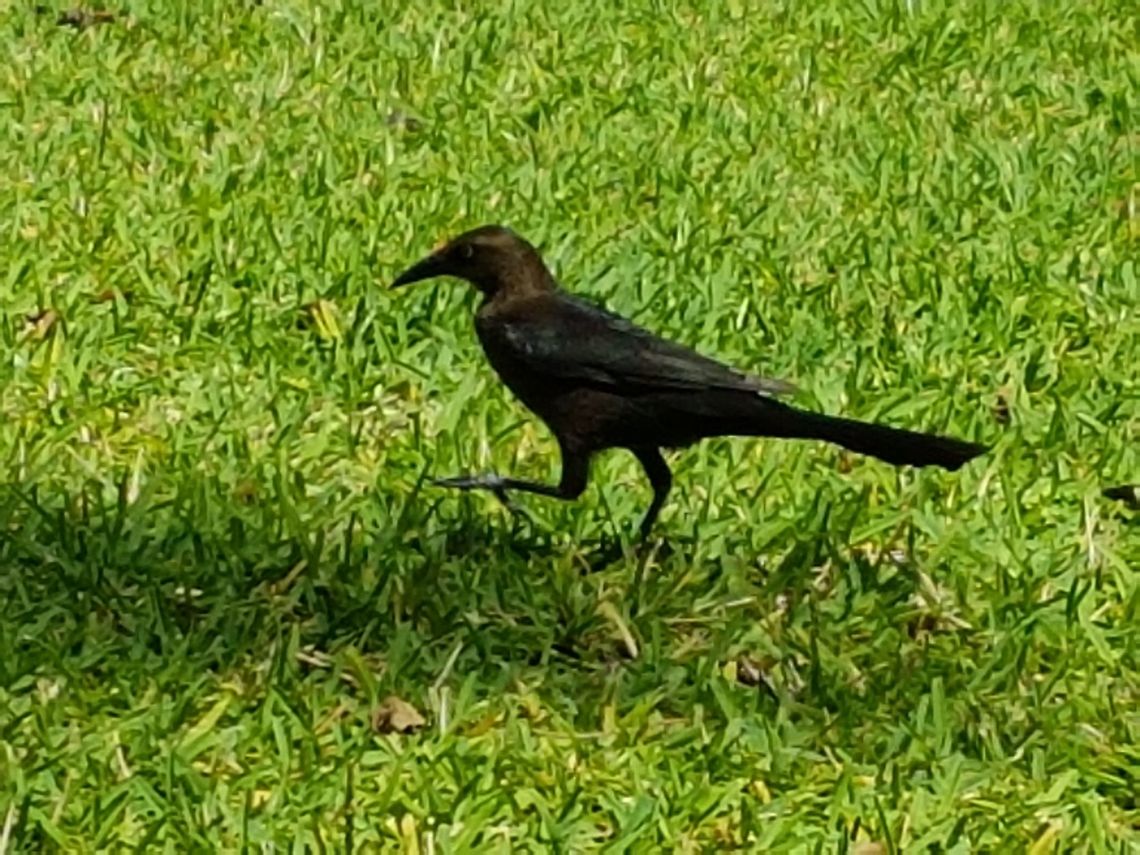 Walking Quiscalus Female  Geotagged,Great-tailed Grackle,Mexico,Quiscalus mexicanus,Spring