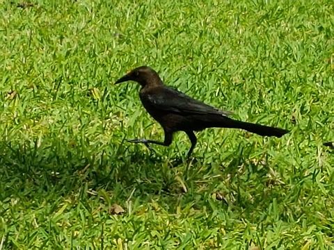 Walking Quiscalus Female  Geotagged,Great-tailed Grackle,Mexico,Quiscalus mexicanus,Spring