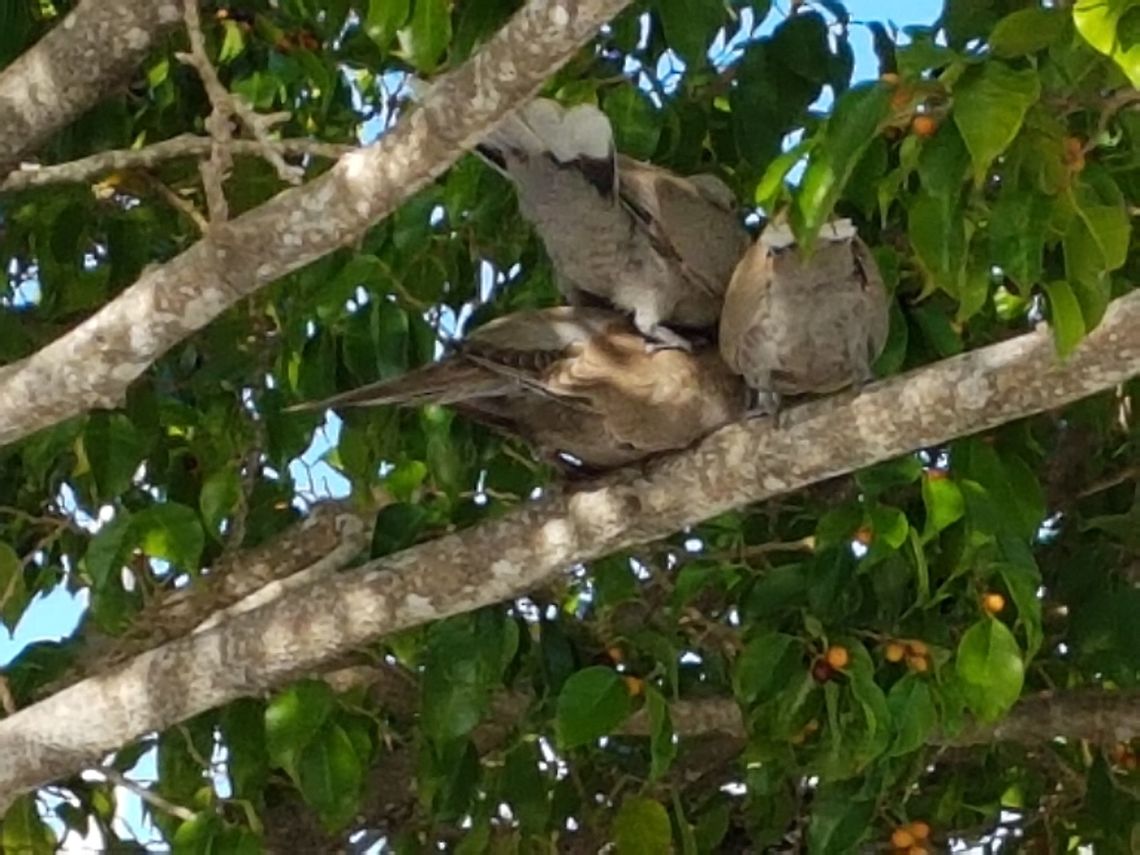 Three Doves  Geotagged,Mexico,Spring