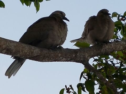 Two Collared Doves  Eurasian collared dove,Geotagged,Mexico,Spring,Streptopelia decaocto
