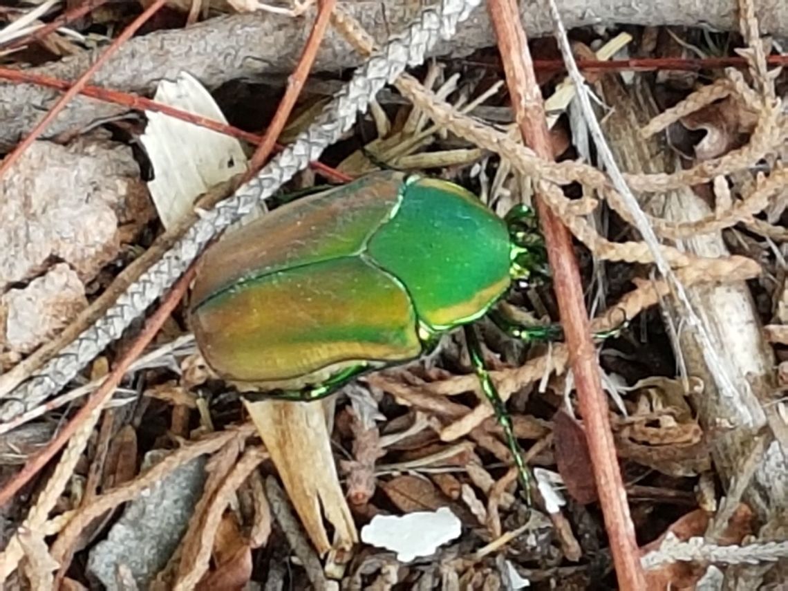 Green Coleoptera I saw this insect flying to my tree and it dig on its soil, took some pictures from it. Cotinis mutabilis,Figeater beetle,Geotagged,Mexico,Spring