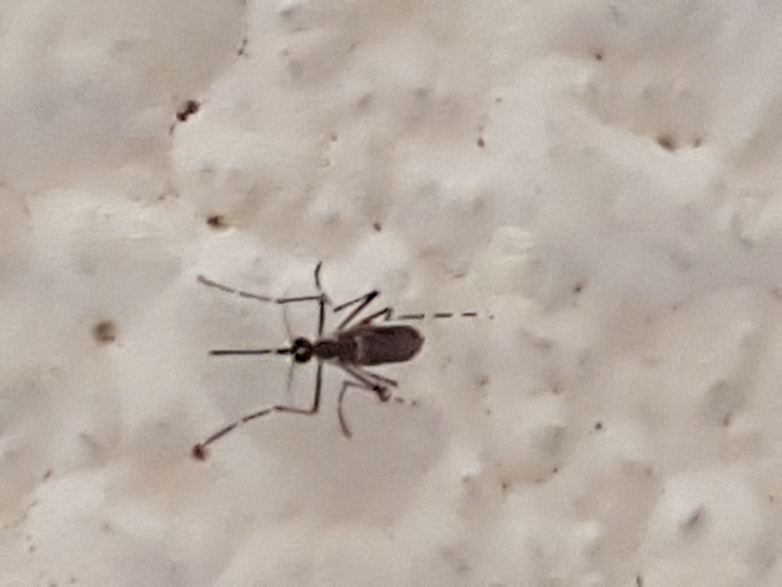 Mosquito Mosquito Aedes aegypti,Geotagged,Mexico,Spring,Yellow fever mosquito