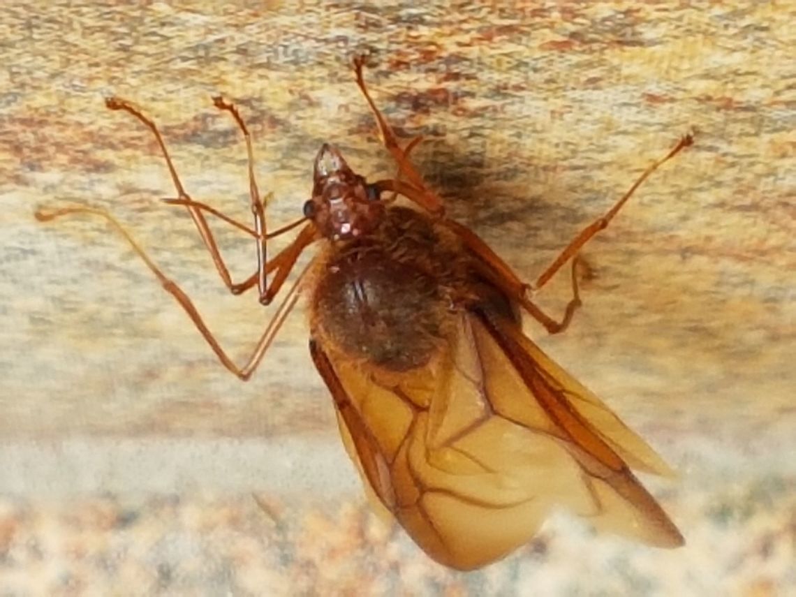 Atta Laevigata They come out when first rains Atta laevigata,Geotagged,Mexico,Spring