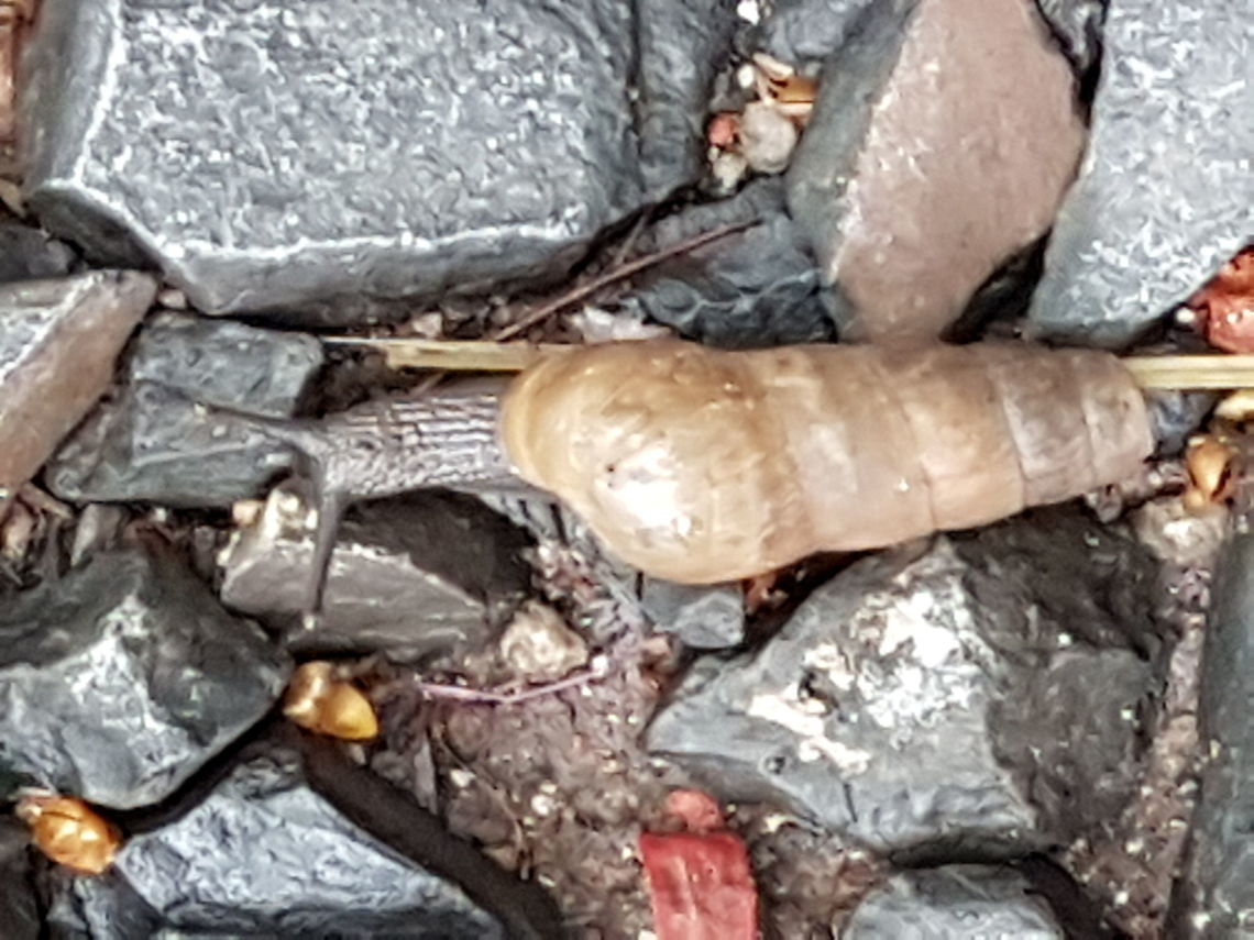 Home Snail It was raining all night and many bugs has come out at our garden, hope you like them, regards. Geotagged,Mexico,Rumina decollata,Spring