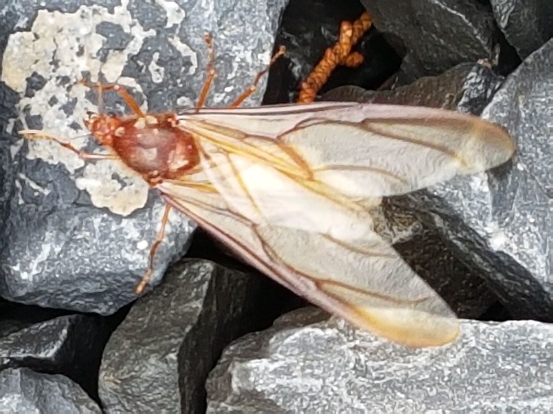 Atta Laevigata on the Rocks Some people eat them in Oaxaca, but I just like to take pictures and video to them, hope you enjoy it and greetings. Atta laevigata,Geotagged,Mexico,Spring