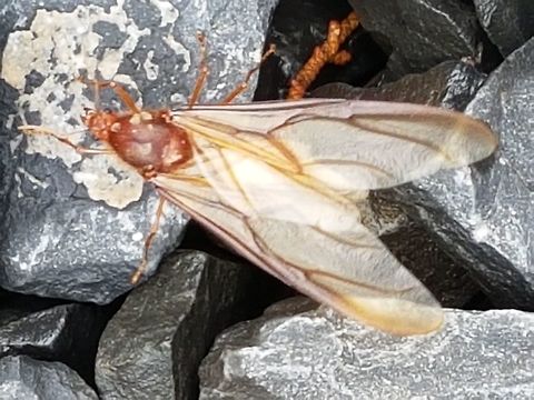 Atta Laevigata on the Rocks Some people eat them in Oaxaca, but I just like to take pictures and video to them, hope you enjoy it and greetings. Atta laevigata,Geotagged,Mexico,Spring