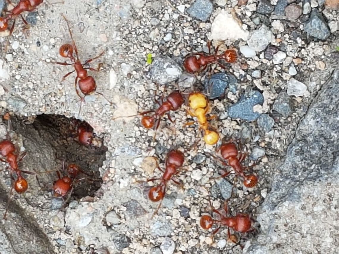 Albino Ant My nephew Armando found this ant and I took the picture, hope you like it. Geotagged,Mexico,Red imported fire ant,Solenopsis invicta,Spring