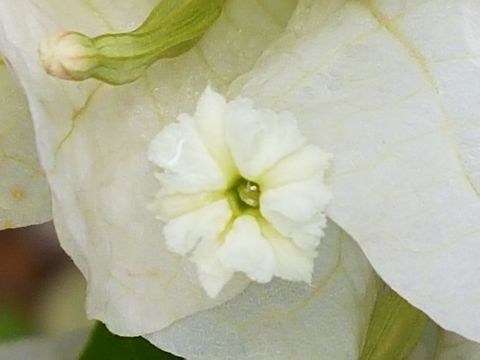 White Bougainvillea Flower There are some Bougainvilleas at home and they have flowers now, hope you enjoy them. Bougainvillea glabra,Geotagged,Mexico,Spring