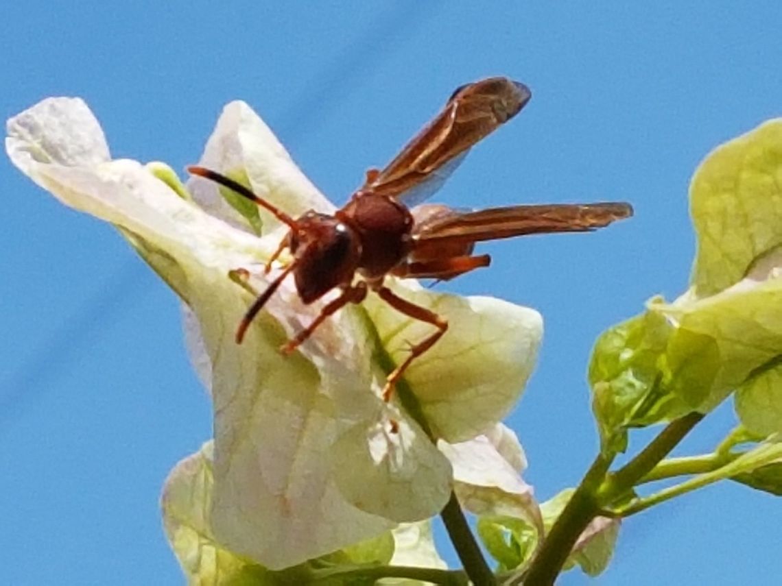 Red Wasp It&#039;s happy because stop raining Geotagged,Mexico,Polistes carolina,Red paper wasp,Spring