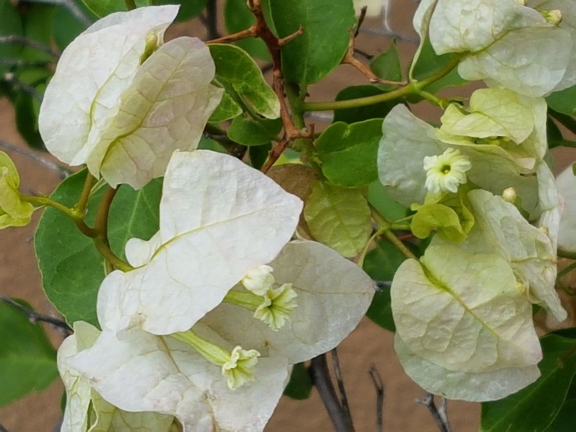 White Bougainvillea Flowers This is the way they normally look after raining Geotagged,Mexico,Spring