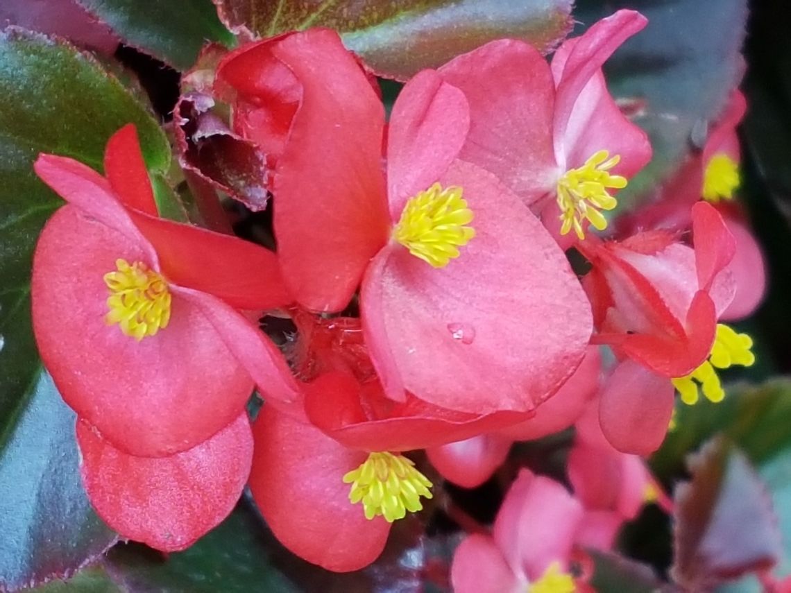 Begonia My mother and wife, love plants and their fliwers, hope you enjoy them Begonia grandis,Geotagged,Mexico,Spring