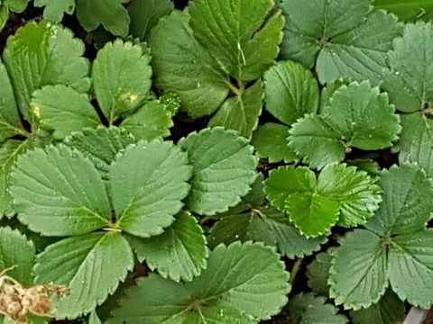 Strawberry Plants I'm thinking about having my own little fruit and vegetals garden, as we like strawberries, we've begin with them. Fragaria  &times; ananassa,Garden strawberry,Geotagged,Mexico,Spring
