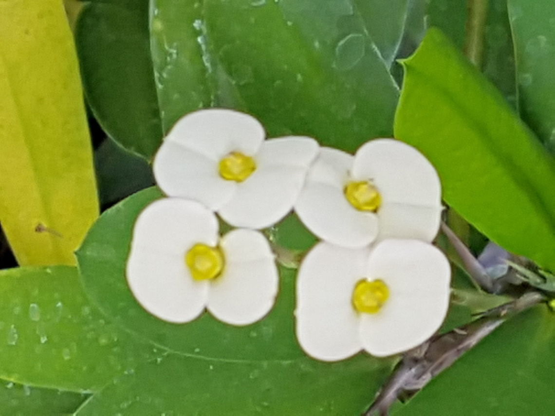 Christ Plant Now our plant is flowering fine Crown of thorns,Euphorbia milii,Geotagged,Mexico,Spring