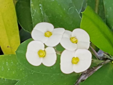 Christ Plant Now our plant is flowering fine Crown of thorns,Euphorbia milii,Geotagged,Mexico,Spring