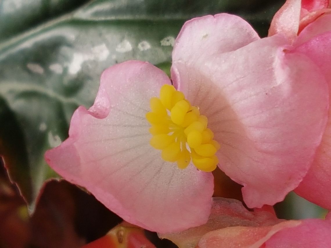 Begonia Grandis Nice flowers and hope you enjoy them Begonia grandis,Geotagged,Mexico,Spring