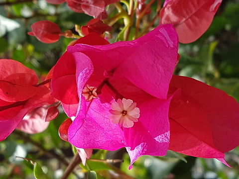 Bougainvillea One of our plants Bougainvillea glabra,Geotagged,Mexico,Spring