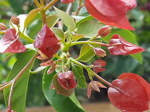 Red Babies Bougainvilleas Red Flowers These are new flowers growing on the plant. Bougainvillea glabra,Geotagged,Mexico,Spring