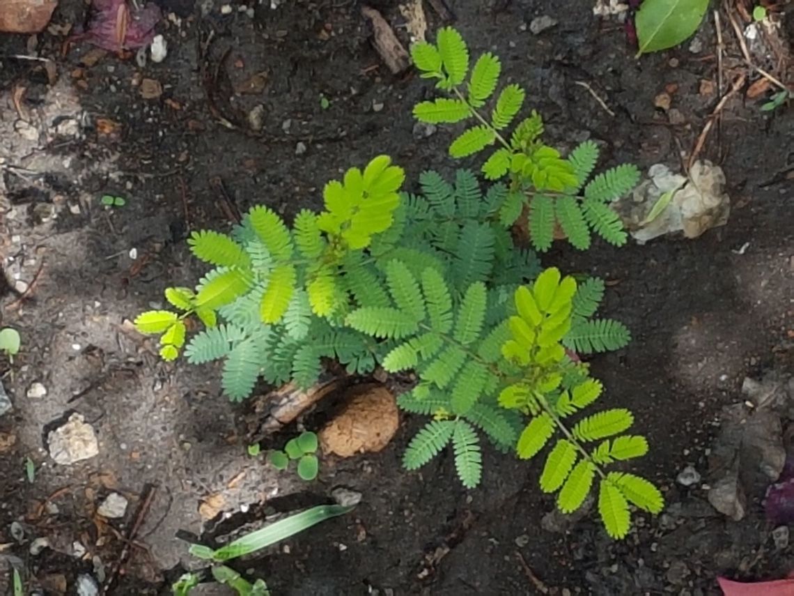 A young Acacia Farnesiana This trees grow a lot on our streets, because this land is their's original home. Geotagged,Mexico,Spring,Vachellia farnesiana