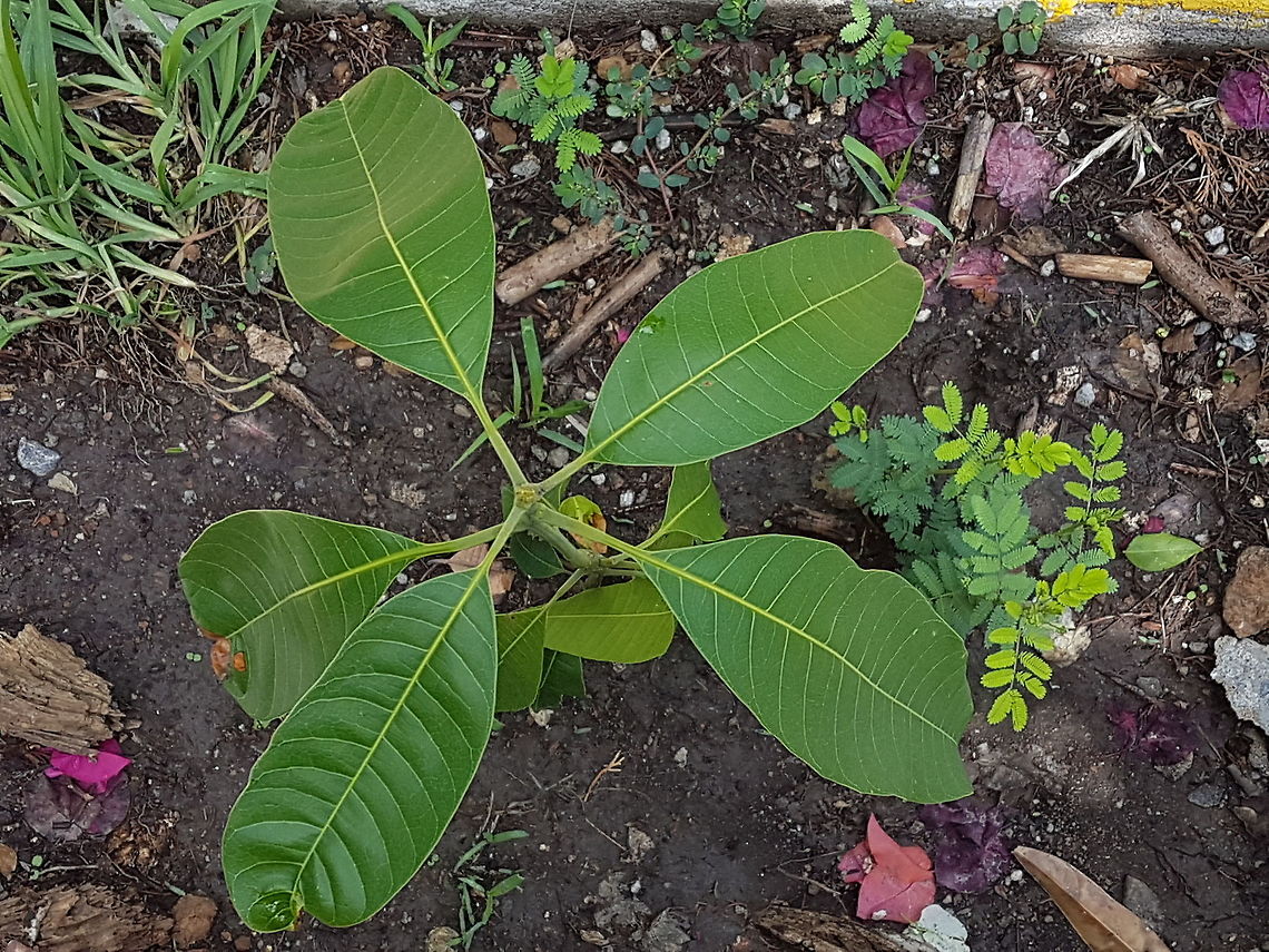Little Mango Tree We want fruits at home, planting fruit trees is a good option. Geotagged,Mangifera indica,Manguifera,Mexico,Spring