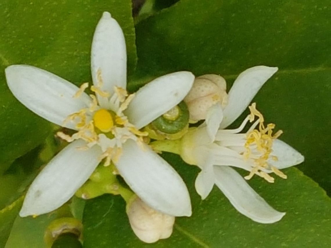 Lemon Flower We have a lemon tree like the song Citrus × limon,Geotagged,Lemon,Mexico,Spring,often given as C. limon
