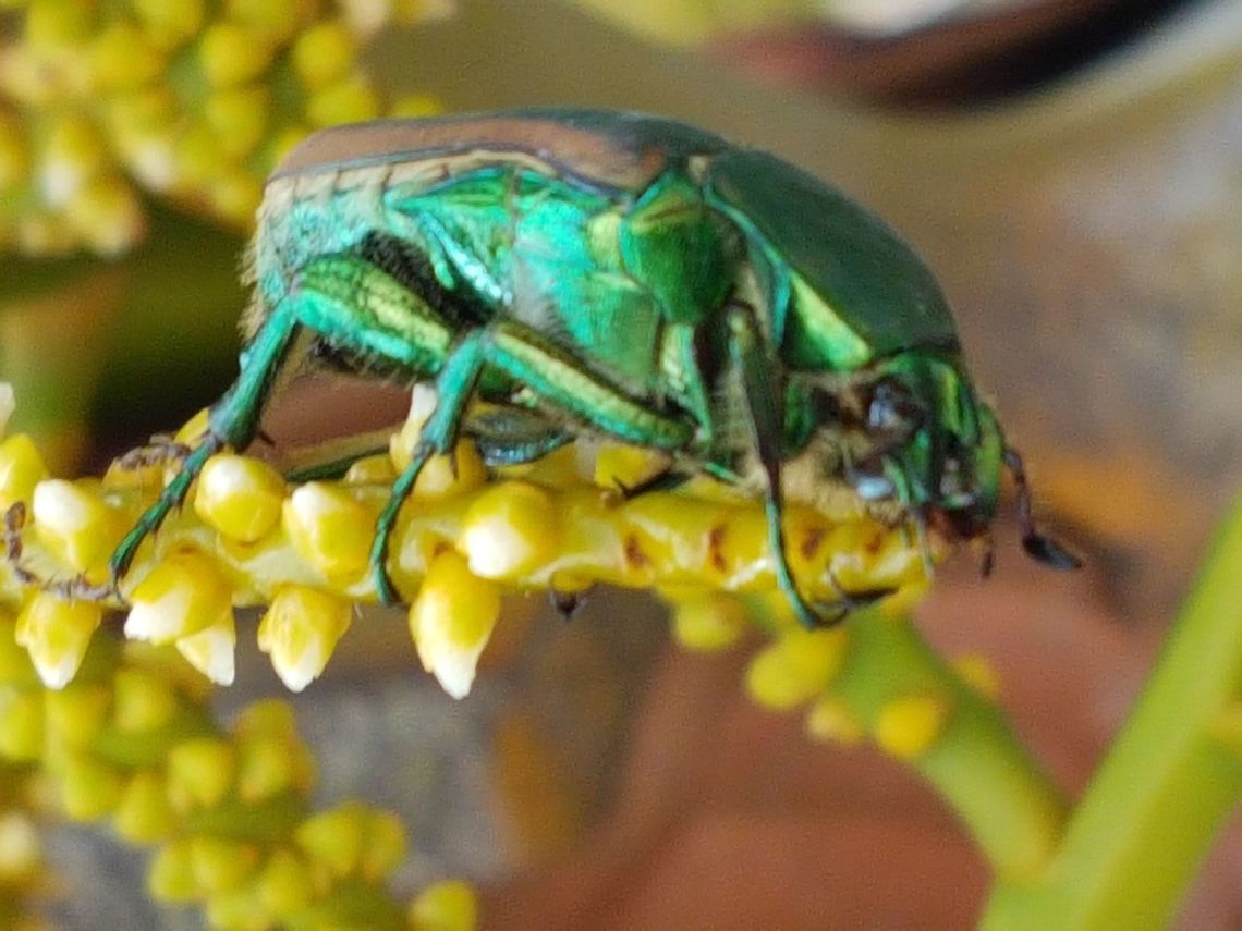 Green Colopterea I saw this insect again and happy not to kill him, now is polinizing the coco nut tree Cotinis mutabilis,Figeater beetle,Geotagged,Mexico,Spring