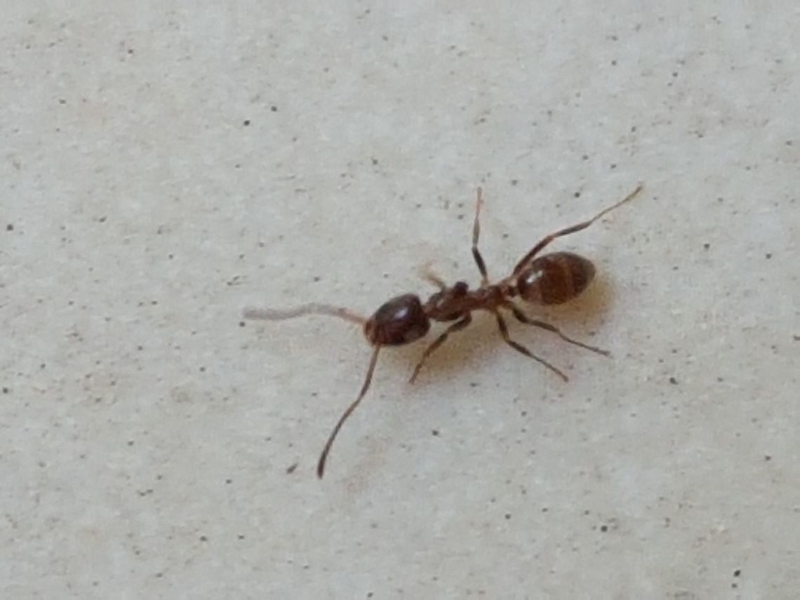 Black Small Ant (Esquilin) These are very intelligent bugs, they may communicate and do organized efforts to accomplish their goals together, I love these insects. Geotagged,Mexico,Monomorium minimum,Summer