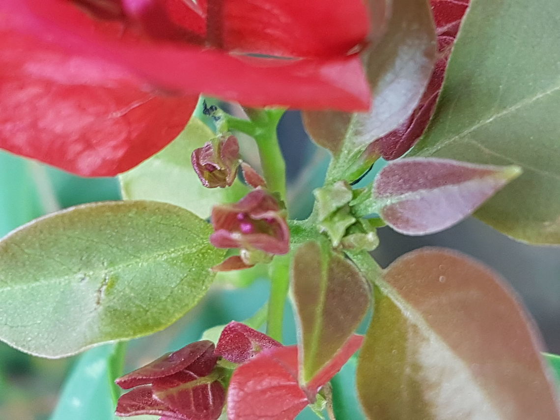 Bougainvillea Shoots and New Flowers They look like wax because they are new. Bougainvillea glabra,Geotagged,Lesser bougainvillea,Mexico,Summer