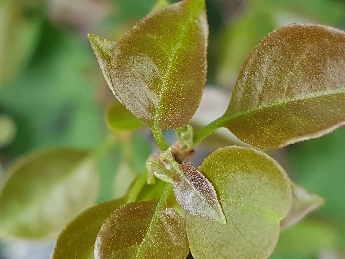 Bougainvillea Shoot Everyone gets green when raining. Bougainvillea glabra,Geotagged,Lesser bougainvillea,Mexico,Summer