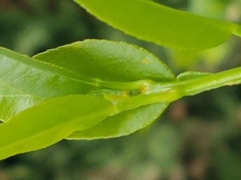 Mexican Lime Tree and it' Shoot It's getting older and would need to find a new tree, it already has like 25 years old, or maybe got to cut the old branches, letting it to be young again. Citrus &times; limon,Geotagged,Lemon,Mexico,Summer,often given as C. limon