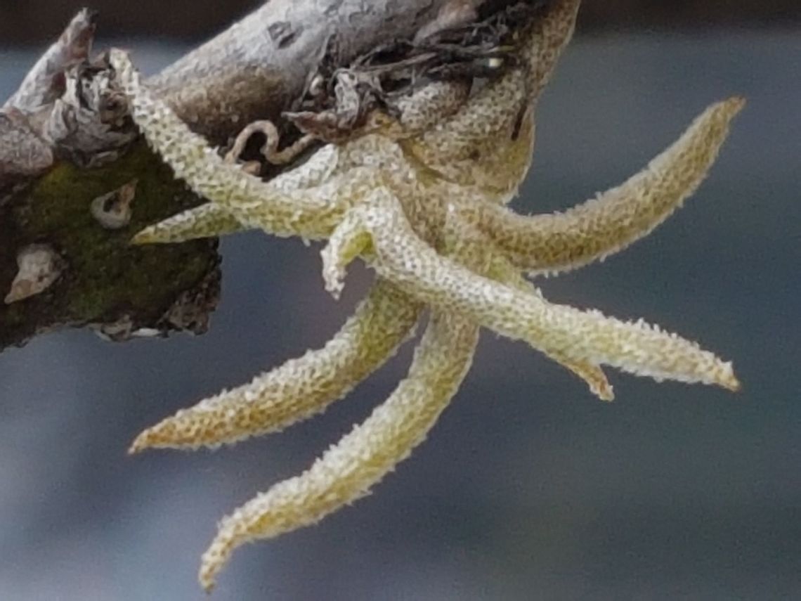 New Plants are growng on our trees We use this kind of plants to build baby Jesus home on December. Geotagged,Mexico,Summer,Tillandsia recurvata,Tillansia Recurvata