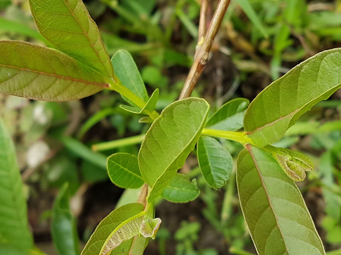 Guava Shoots It&#039;s a young tree with some shoots because has been raining, hope you like it. Common guava,Geotagged,Mexico,Psidium guajava,Summer