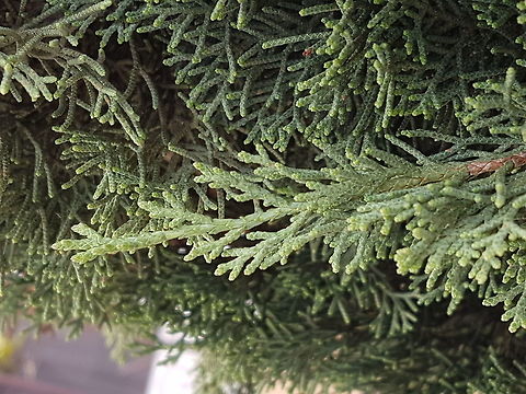 Cipres Shoots We have like 16 of these trees and all them have new leafs because has been raining. Cupressus nootkatensis,Cupressus sempervirens,Geotagged,Mediterranean cypress,Mexico,Nootka cypress,Summer