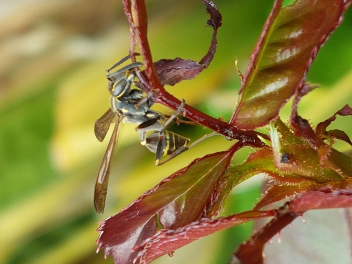 Black Paper Wasp on a Rose Shoot I think the wasp was eating some baby leafs, everyone gets benefits from rain. Common paper wasp,Geotagged,Mexico,Polistes humilis,Summer