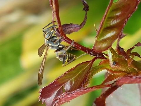 Black Paper Wasp on a Rose Shoot I think the wasp was eating some baby leafs, everyone gets benefits from rain. Common paper wasp,Geotagged,Mexico,Polistes humilis,Summer
