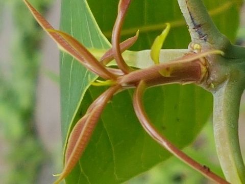 Mango Shoot New leafs from my baby mango tree. Geotagged,Mangifera indica,Mango,Mexico,Summer